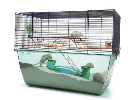 HABITAT XL GERBIL CAGE